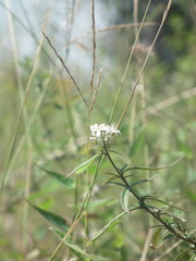 Lysimachia pentapetala