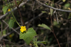 Cucumis setosus