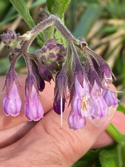 Symphytum officinale