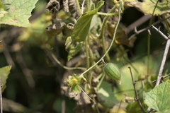 Cucumis setosus