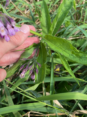 Symphytum officinale