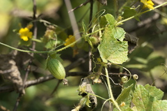 Cucumis setosus