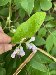 Symphytum officinale