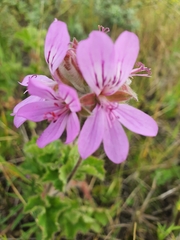 Pelargonium capitatum