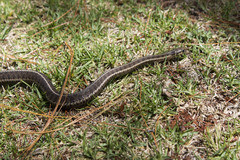 Thamnophis eques