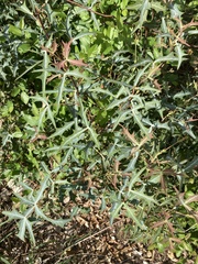 Berberis trifoliolata