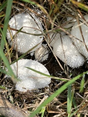 Lycoperdon curtisii