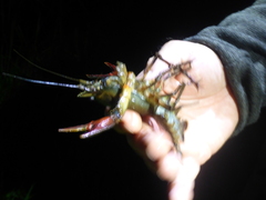 Austropotamobius torrentium