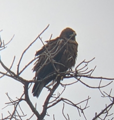 Hieraaetus wahlbergi