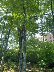 Acer nigrum