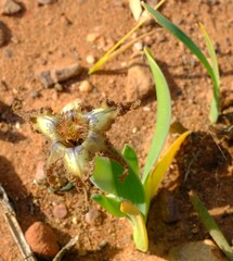 Ferraria variabilis