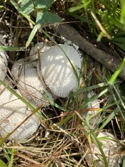 Lycoperdon curtisii
