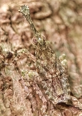 Fulgoridae
