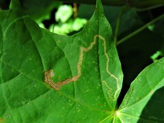 Stigmella aceris