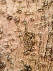 Fulgoridae
