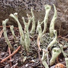 Cladonia