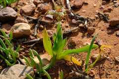 Ferraria variabilis