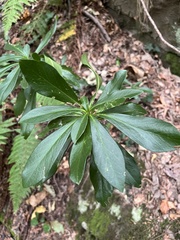 Daphne laureola