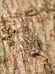 Fulgoridae
