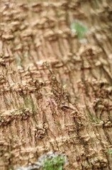 Fulgoridae