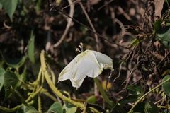 Ipomoea alba