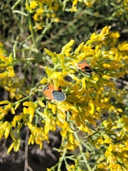 Melanopleurus belfragei