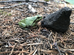 Hyla wrightorum