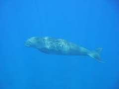Dugong dugon