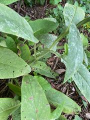 Symphytum officinale