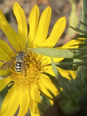 Dianthidium