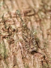 Fulgoridae