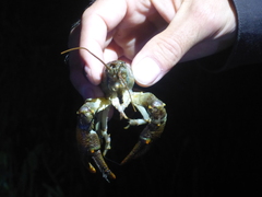 Austropotamobius torrentium