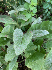 Symphytum officinale