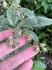 Symphytum officinale