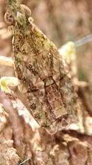 Fulgoridae