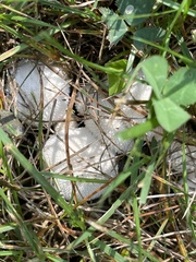 Lycoperdon curtisii