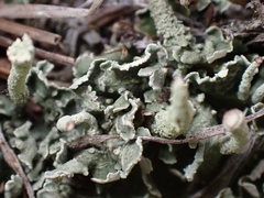 Cladonia
