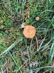 Cystoderma amianthinum