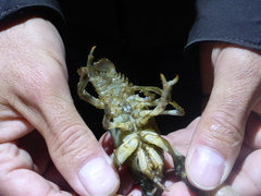 Austropotamobius torrentium