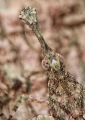 Fulgoridae