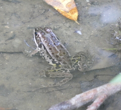 Pelophylax lessonae
