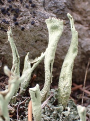 Cladonia