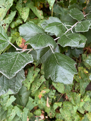 Populus alba