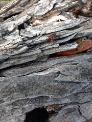 Spilostethus saxatilis