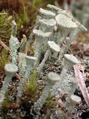 Cladonia