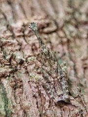 Fulgoridae