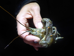 Austropotamobius torrentium