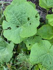 Alcea rosea