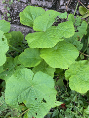 Alcea rosea