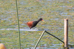 Jacana jacana